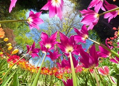 isola-di-mainau_tulipani_creditiinsel-mainau-gmbh_achim-mende