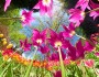 isola-di-mainau_tulipani_creditiinsel-mainau-gmbh_achim-mende